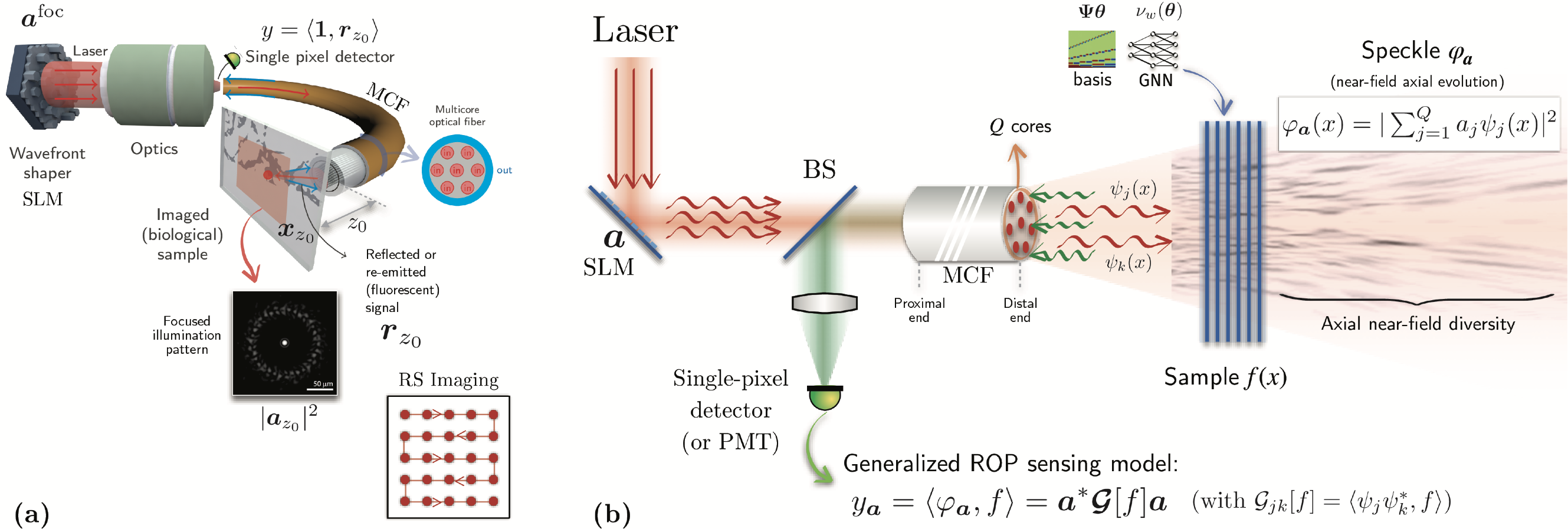 Figure 1: Working principle of a lensless endoscope (legend: SLM: spatial light modulator; BS: beam-splitter; MCF: multicore optical fiber; PMT: photomultiplier). (a) Conventional raster-scan lensless endoscopy (RS-LE). In RS-LE, the light beam outgoing from the multicore optical fiber (MCF) at the distal end is focused thanks to a wavefront shaper (SLM) at the proximal end. Translating the focused illumination line-by-line and collecting the reflected/re-emitted light for each location in an external single-pixel detector enables the imaging of the (fluorescent) biological sample at a specified depth [8]. (b) 3-D interferometric lensless imaging (3ILI). In 3ILI, we aim to reconstruct a 3-D biological sample by leveraging the axial resolution of random speckles in the near field.